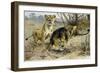 Lion and Lioness-null-Framed Giclee Print