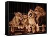 Lion and Three Lioness-NejroN Photo-Framed Stretched Canvas