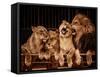 Lion and Three Lioness-NejroN Photo-Framed Stretched Canvas