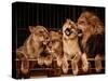Lion and Three Lioness-NejroN Photo-Stretched Canvas