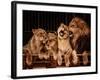 Lion and Three Lioness-NejroN Photo-Framed Photographic Print