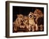 Lion and Three Lioness-NejroN Photo-Framed Photographic Print