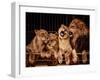 Lion and Three Lioness-NejroN Photo-Framed Photographic Print