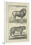 Lion and Tiger-Denis Diderot-Framed Art Print