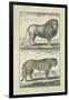 Lion and Tiger-Denis Diderot-Framed Art Print