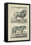 Lion and Tiger-Denis Diderot-Framed Stretched Canvas