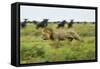 Lion and Wildebeest Herd-null-Framed Stretched Canvas