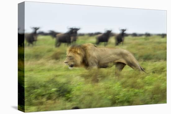Lion and Wildebeest Herd-null-Stretched Canvas