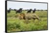 Lion and Wildebeest Herd-null-Framed Stretched Canvas