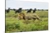 Lion and Wildebeest Herd-null-Stretched Canvas