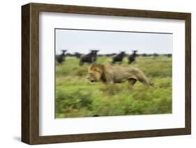 Lion and Wildebeest Herd-null-Framed Photographic Print