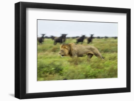 Lion and Wildebeest Herd-null-Framed Photographic Print