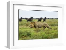 Lion and Wildebeest Herd-null-Framed Photographic Print