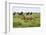 Lion and Wildebeest Herd-null-Framed Photographic Print