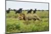 Lion and Wildebeest Herd-null-Mounted Photographic Print