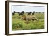 Lion and Wildebeest Herd-null-Framed Photographic Print