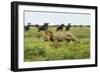 Lion and Wildebeest Herd-null-Framed Photographic Print