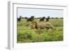 Lion and Wildebeest Herd-null-Framed Photographic Print