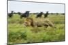 Lion and Wildebeest Herd-null-Mounted Photographic Print