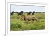 Lion and Wildebeest Herd-null-Framed Photographic Print