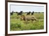 Lion and Wildebeest Herd-null-Framed Photographic Print