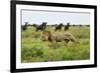 Lion and Wildebeest Herd-null-Framed Photographic Print