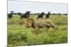 Lion and Wildebeest Herd-null-Mounted Photographic Print