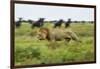 Lion and Wildebeest Herd-null-Framed Photographic Print