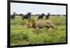 Lion and Wildebeest Herd-null-Framed Photographic Print