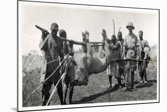 Lion at Bahr El Ghazal, Am Dafok, 1925-Georges-Marie Haardt-Mounted Giclee Print