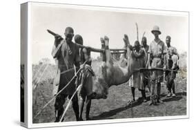 Lion at Bahr El Ghazal, Am Dafok, 1925-Georges-Marie Haardt-Stretched Canvas