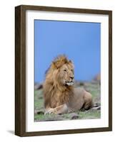 Lion at Rest Full Bleed-Martin Fowkes-Framed Giclee Print