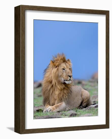 Lion at Rest Full Bleed-Martin Fowkes-Framed Giclee Print