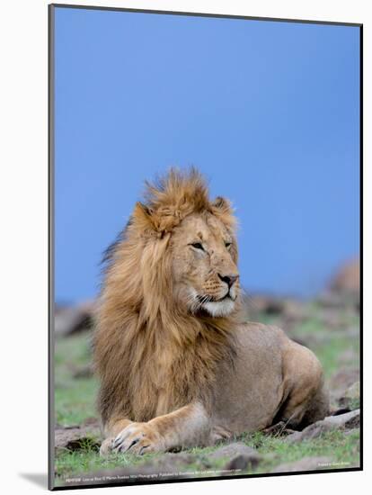 Lion at Rest Full Bleed-Martin Fowkes-Mounted Giclee Print