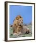 Lion at Rest Full Bleed-Martin Fowkes-Framed Giclee Print