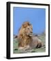 Lion at Rest Full Bleed-Martin Fowkes-Framed Giclee Print