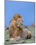 Lion at Rest Full Bleed-Martin Fowkes-Mounted Giclee Print