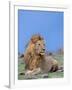 Lion at Rest Full Bleed-Martin Fowkes-Framed Giclee Print