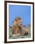 Lion at Rest Full Bleed-Martin Fowkes-Framed Giclee Print