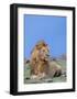 Lion at Rest-Martin Fowkes-Framed Giclee Print