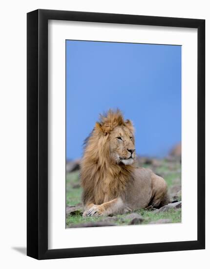 Lion at Rest-Martin Fowkes-Framed Giclee Print