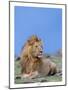Lion at Rest-Martin Fowkes-Mounted Giclee Print