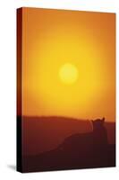 Lion at Sunset-DLILLC-Stretched Canvas