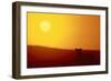 Lion at Sunset-DLILLC-Framed Photographic Print