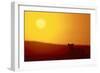 Lion at Sunset-DLILLC-Framed Photographic Print