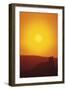 Lion at Sunset-DLILLC-Framed Photographic Print