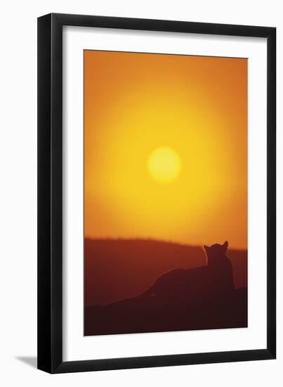 Lion at Sunset-DLILLC-Framed Photographic Print