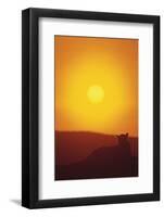 Lion at Sunset-DLILLC-Framed Photographic Print