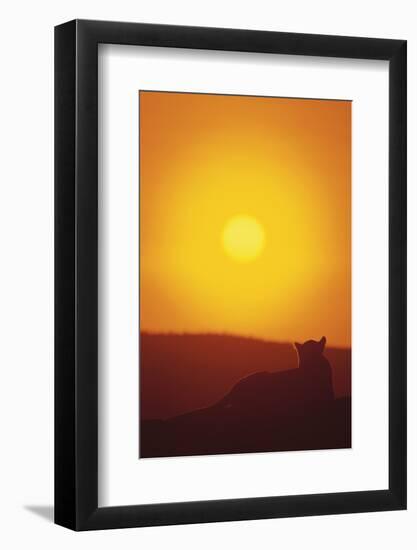 Lion at Sunset-DLILLC-Framed Photographic Print
