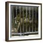 Lion at the Jardin Des Plantes, Paris (Vth Arrondissement), Circa 1895-1900-Leon, Levy et Fils-Framed Premium Photographic Print